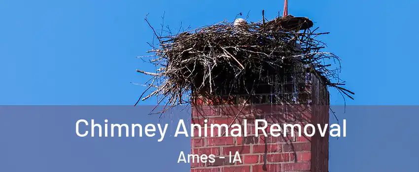Chimney Animal Removal Ames - IA
