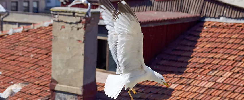 Residential Chimney Animal Removal Solution in Ames, IA