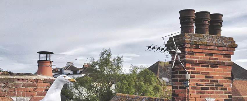 Chimney Cleaning And Restoration in Ames, Iowa